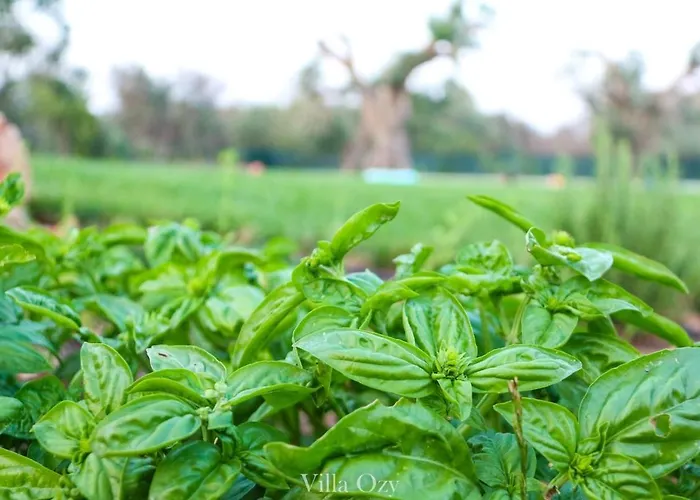 Villa Ozy San Vito dei Normanni